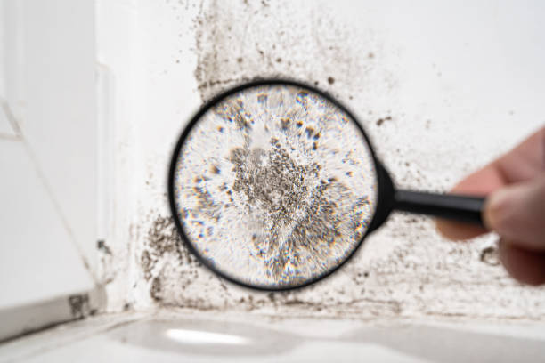 Best Environmental Consulting for Mold Prevention  in University, FL